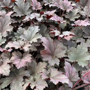 Heuchera x Frosted Violet