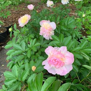 PAEONIA RASPBERRY SUNDAE