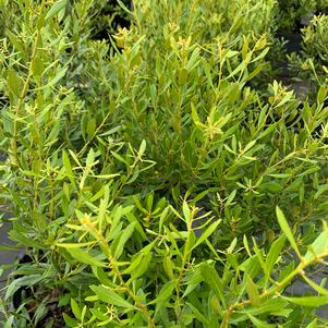 Myrica cerifera Don's Dwarf