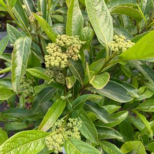 Viburnum nudum Brandywine™ 