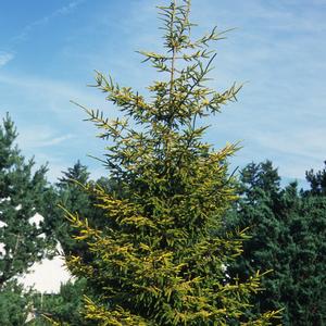 Picea orientalis Skylands