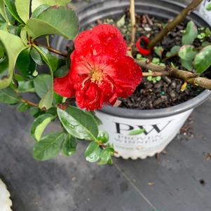 Chaenomeles Double Take® Scarlet(pp20951) 