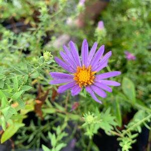 Aster oblongifolius October Skies