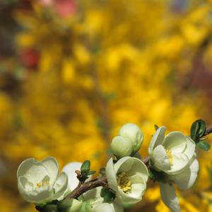 Chaenomeles speciosa Jet trail