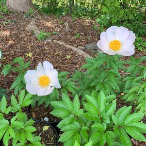 PAEONIA KRINKLED WHITE