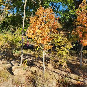 PARROTIA PERSICA VANESSA