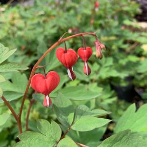 Dicentra Valentine