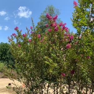 Lagerstroemia indica Twilight