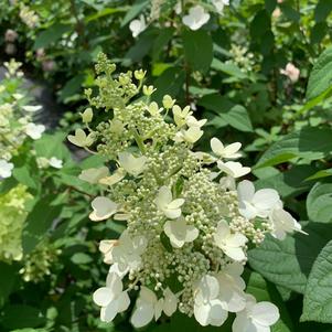 Hydrangea paniculata Pee Wee