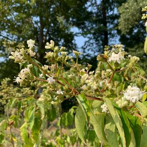 Heptacodium miconioides 