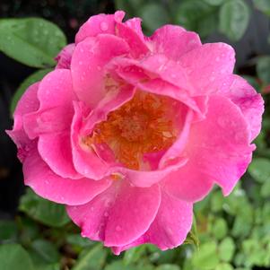 Rosa floribunda Brindabella First Lady™ PP28332 