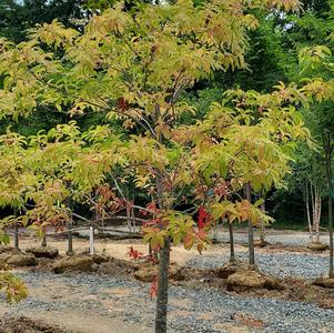 Oxydendrum arboreum 