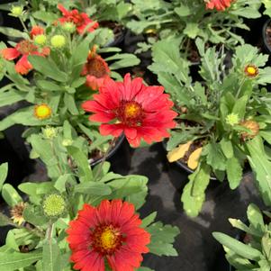 Gaillardia grandiflora Mesa Red