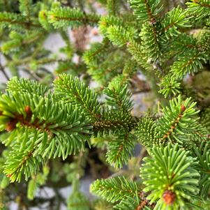 Picea abies Will's Zwerg