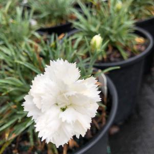 Dianthus gratianopolitanus Early Bird Frosty