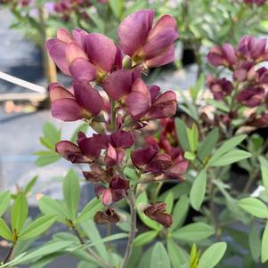 Baptisia x Burgundy Blast