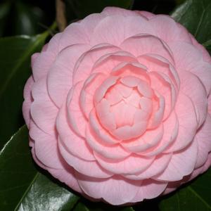 Camellia japonica Pink Perfection