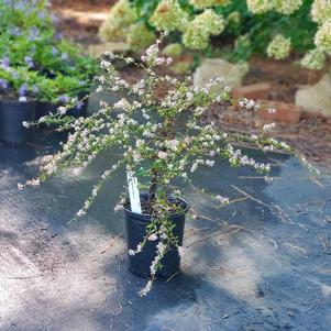 Aster lateriflorus Lady in Black