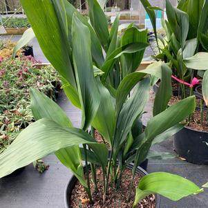 Aspidistra elatior 