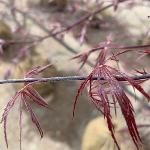 Acer palmatum Crimson Queen