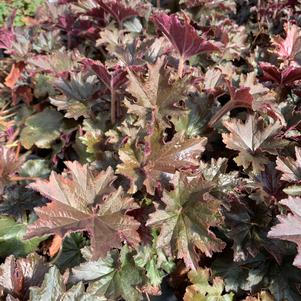 Heuchera Bronze Wave