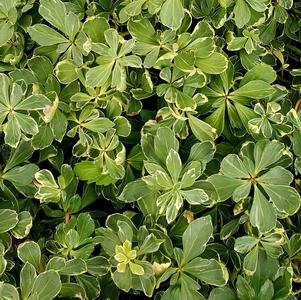 PACHYSANDRA TERMINALIS VARIEGATA