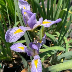 Iris versicolor 