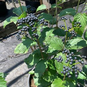 Viburnum dentatum 