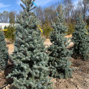 Picea pungens Baby Blue Eyes