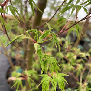 Acer palmatum Seiryu