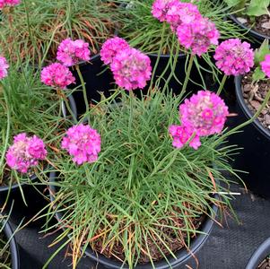 Armeria maritima Splendens