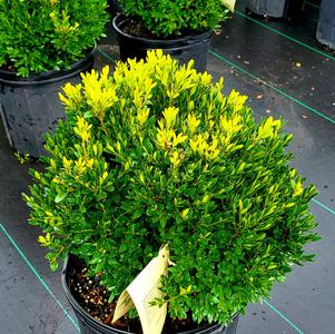 Buxus sinica Justin Brouwer