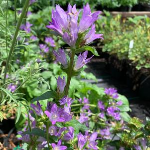 Campanula glomerata Freya