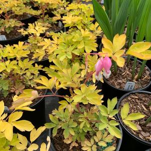 Dicentra spectabilis Gold Heart