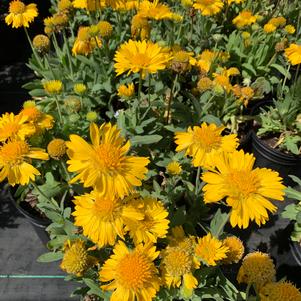 Gaillardia grandiflora Mesa Yellow