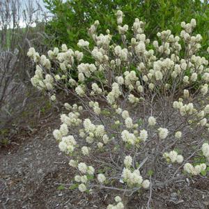 Fothergilla gardenii 