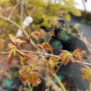 Acer palmatum Japanese sunrise