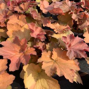 Heuchera vilosa Caramel