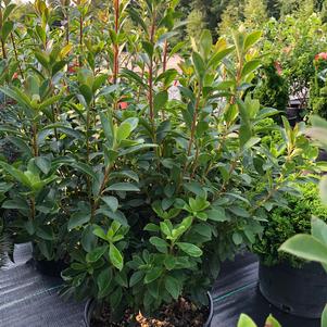 Enkianthus campanulatus Iseli Red