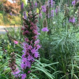 Liatris spicata Kobold