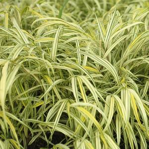 Hakonechloa macra Aureola