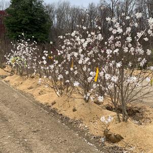 Magnolia stellata 