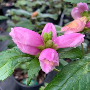 Chelone lyonii Hot Lips