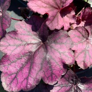 Heuchera Wild Rose