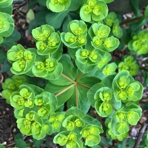 Euphorbia amygdaloides Robbiae