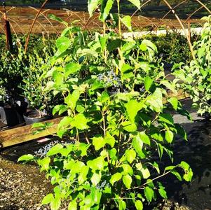 Viburnum dentatum Blue Muffin® 