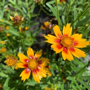 Coreopsis Daybreak