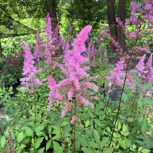 Astilbe arendsii Amethyst