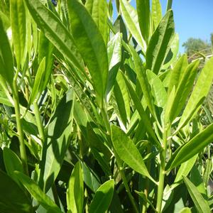 Illicium parviflorum 