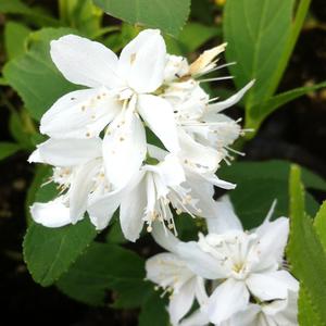 Deutzia gracilis 